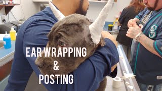 Cane Corso Ear Posting amp Wrapping [upl. by Morgun130]