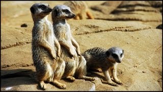 Meerkats Suricata suricatta [upl. by Sileray]