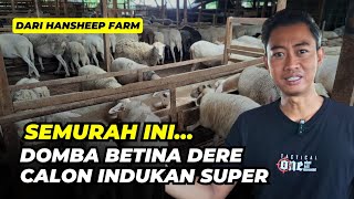 Review Domba Betina Calon Indukan Super Dijual Cuma 1 Jutaan  AGROTV9 [upl. by Scharff]