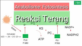 Anabolisme Fotosintesis Reaksi Terang [upl. by Raul65]