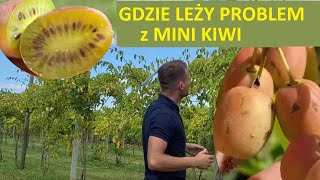 Czy Mini Kiwi Zdobędzie większą popularność od Borówki [upl. by Niroht]