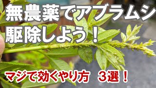 無農薬でアブラムシをやっつけろ！ 意外と方法は沢山あります！農薬嫌いな方に！ [upl. by Nnaeirelav]