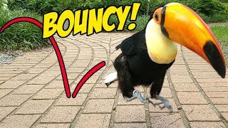 Toucan Hops to Cure Your Depression An ADORABLE Montage [upl. by Obmar]