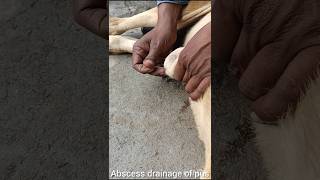 Tretment of abscess in heaferPKviralvideofarmingvillagelifechannelvideosttrendin [upl. by Hplodnar]