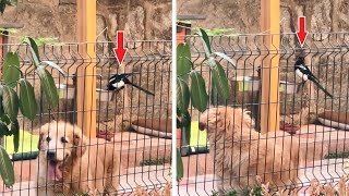 Sneaky Bird Gets Caught While Stealing Food from a Golden Retriever [upl. by Peh27]