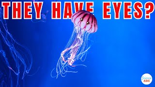 Do Jellyfish Have Eyes [upl. by Ettelracs]