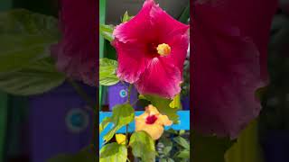 Hibiscus Flowers  shorts shortvideo subscribe garden gardening nature video trending new [upl. by Annaear]