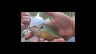 flyfishing creek adventure beautiful catches [upl. by Aicilf874]