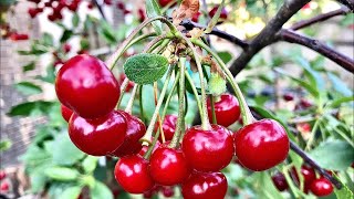 Grow Cherry Tree in containers [upl. by Adikam]