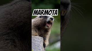 Marmota marmota funnyvideo shorts scream [upl. by Eimmit72]