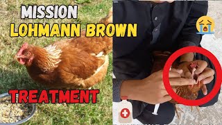 Lohman Brown Bemar Hogye hey🐔❤️ 🐣  Mission Lohman Brown Treatment Part 1 [upl. by Harle]