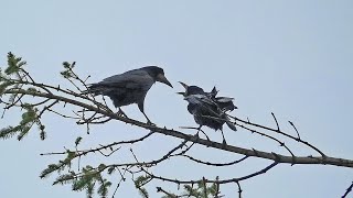 Rook Call  Rooks Calling from a Rookery  Bird Sounds [upl. by Kerwon]