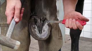 Trimming and shoeing Friesian horse hooves with the farrier At the end bad Rinske news [upl. by Norina]