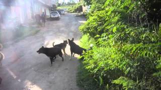 pelea de perros [upl. by Otho]