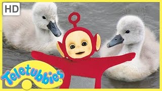 ★Teletubbies English Episodes★ Cygnets ★ Full Episode  HD S07E161 [upl. by Faust85]