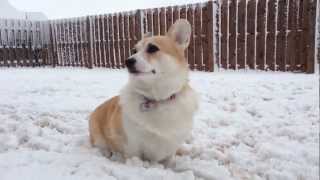 My corgi Yuki loves the snow so much [upl. by Wende]