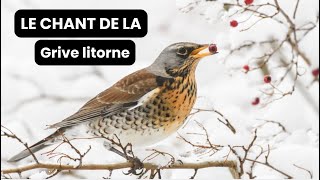 Le chant de la grive litorne [upl. by Phenica]