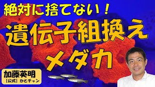 遺伝子組換えメダカ、絶対に捨てない！メダカを大切に！ 環境講座 ≫ 加藤英明【公式】かとチャン [upl. by Fredra]