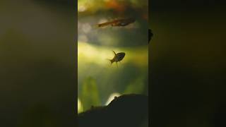 Chili Rasbora with a story [upl. by Garv]