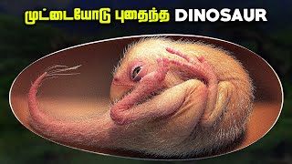 முட்டையோடு கண்டுபிடிக்கப்பட்ட Dinosaur  Baby Yingliang [upl. by Sadick]