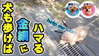 【ぷうくう】犬も歩けば金網にはまるwww【東平尾公園】If you walk your dog it will get stuck in wire mesh Higashi Hirao Park [upl. by Siraj]