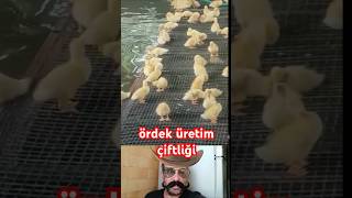 ördek üretim çiftliği ördek tarım amazing uretim [upl. by Egarton]