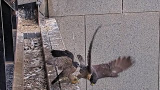 367 Collins St Falcons Youngest Chick Grabs Mum  Gets Pulled from Ledge 😬 2024 Nov 17 [upl. by Leitao]