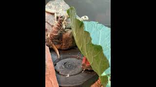 Ornate Uromastyx Eating Collared Greens [upl. by Aloke250]