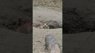 Black Tailed Prairie Dog peering from his hole in the morning zoo shorts nature wildlife [upl. by Anitac]