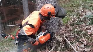 Těžba dřevawood cutting STIHL MS 462 52020 [upl. by Chap]