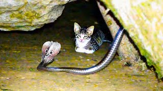 20 Times Cats Messed With The Wrong Snake [upl. by Ayoral996]