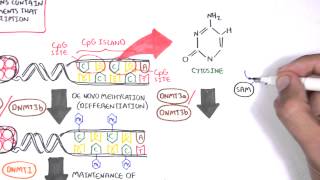 DNA Methylation and Cancer [upl. by Katusha]