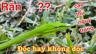 Rắn Lá  Rắn Mũi Lá  Rắn Lục Kim Rắn Roi  Leaf Snake Leafnosed Snake Green Snake Whip Snake [upl. by Cope]