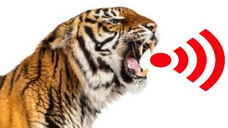 Tiger Roar Sound Effect  Sound of Tiger Growling  Tiger Roar to Attract Animals [upl. by Charin]