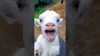 Kuzu Sesi goat froggies funnyanimals football [upl. by Caiaphas880]