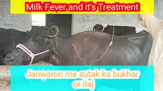 Milk Fever  Sutak ka Bukhar  Sutaki Hawa  Parturient Parasis Metabolic Diseases and Treatment [upl. by Yerdua]