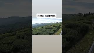 Nepal ka new tea garden 🌄🌄♥️♥️ ghumne ka jagah achcha hai 👍 [upl. by Clemente]