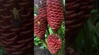 Exotic Beehive GingerZingiber Spectabile at Kew Gardens in London [upl. by Casey275]