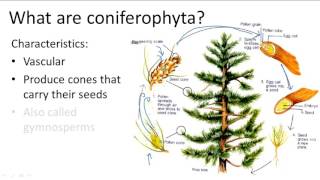 Coniferophyta [upl. by Irvine]