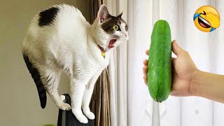 New Funny Animals 2024 😄 Funniest Cats and Dogs Videos 😻🐶 Part 4 [upl. by Nortal]