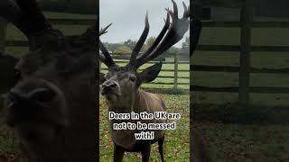 Deers in the UK are not to be messed with deer deerantlers uk videography [upl. by Joash238]