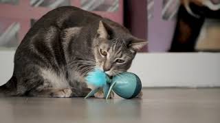 Petlinks® Dizzy Thing™ electronic cat toy [upl. by Wilcox337]