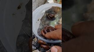 got lots of millipedes shorts millipede video animals giantmillipedes viral art funny [upl. by Elwin]