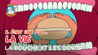 Il était une fois… la Vie 🌱 La bouche et les dents 🦷 [upl. by Krause]