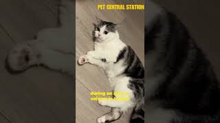 UNDERSTANDING CAT SEIZURES cat catlover pets seizures animals catseizure [upl. by Omidyar12]