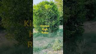 kinnow high rates khairpur punjab [upl. by Elleinnad]