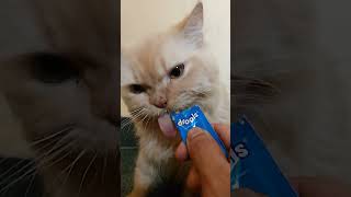 catfood drools chicken paste liked by cat [upl. by Ebenezer]