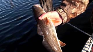 Inshore Fishing Jacksonville Florida for Redfish and Flounder [upl. by Canute22]