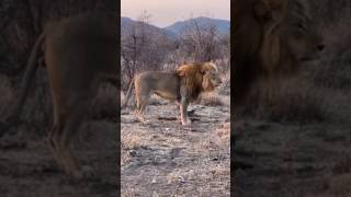 Huge Tswalu lions lion shorts animals biglion beautiful viral [upl. by Eillod]