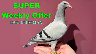 SUPER Week Offer with 100 Leideman hen SOLD [upl. by Heuser]